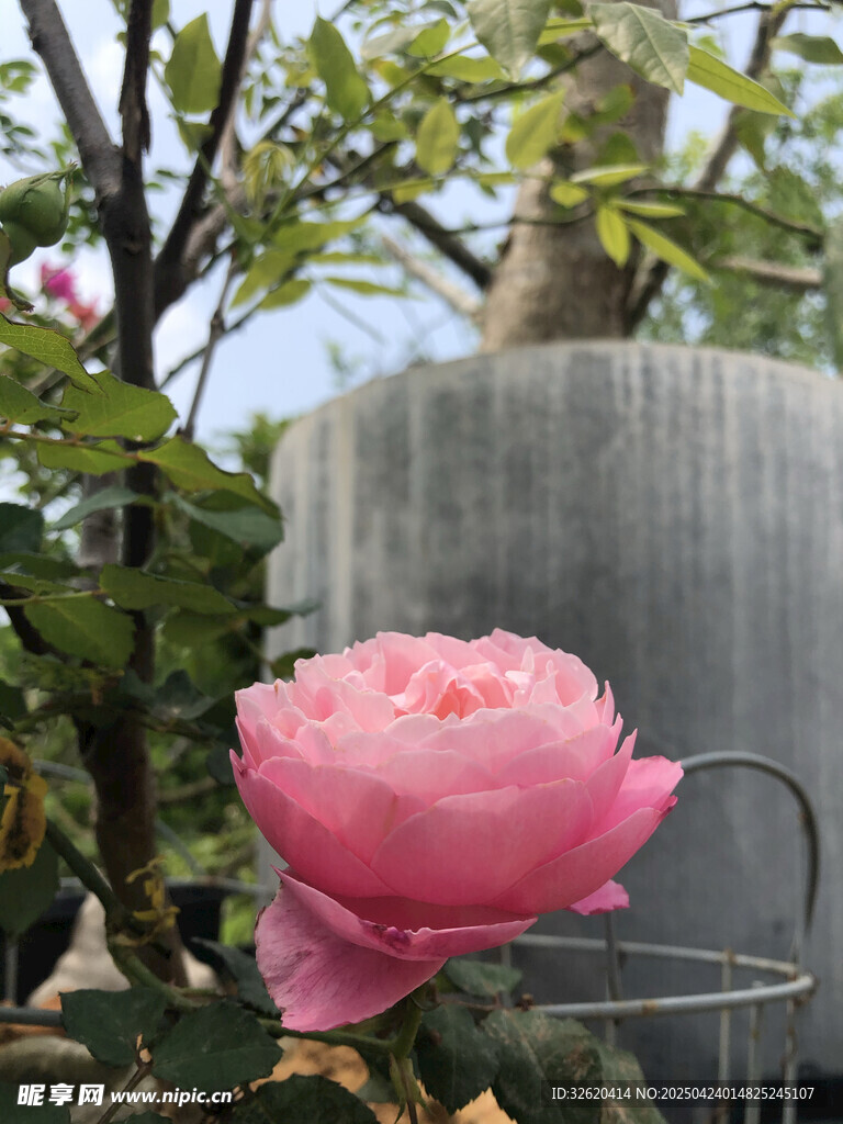 月季花