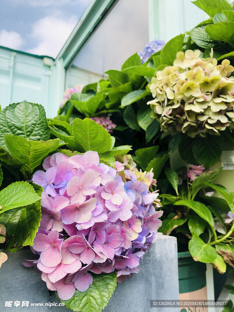 绣球花