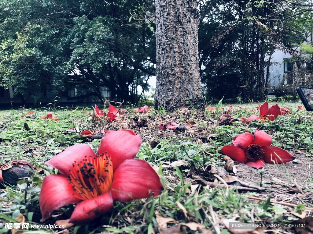 木棉花