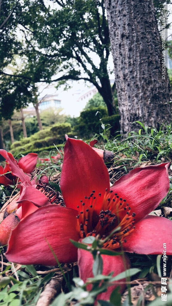木棉花