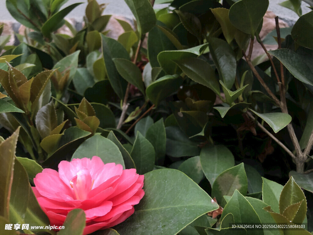 山茶花