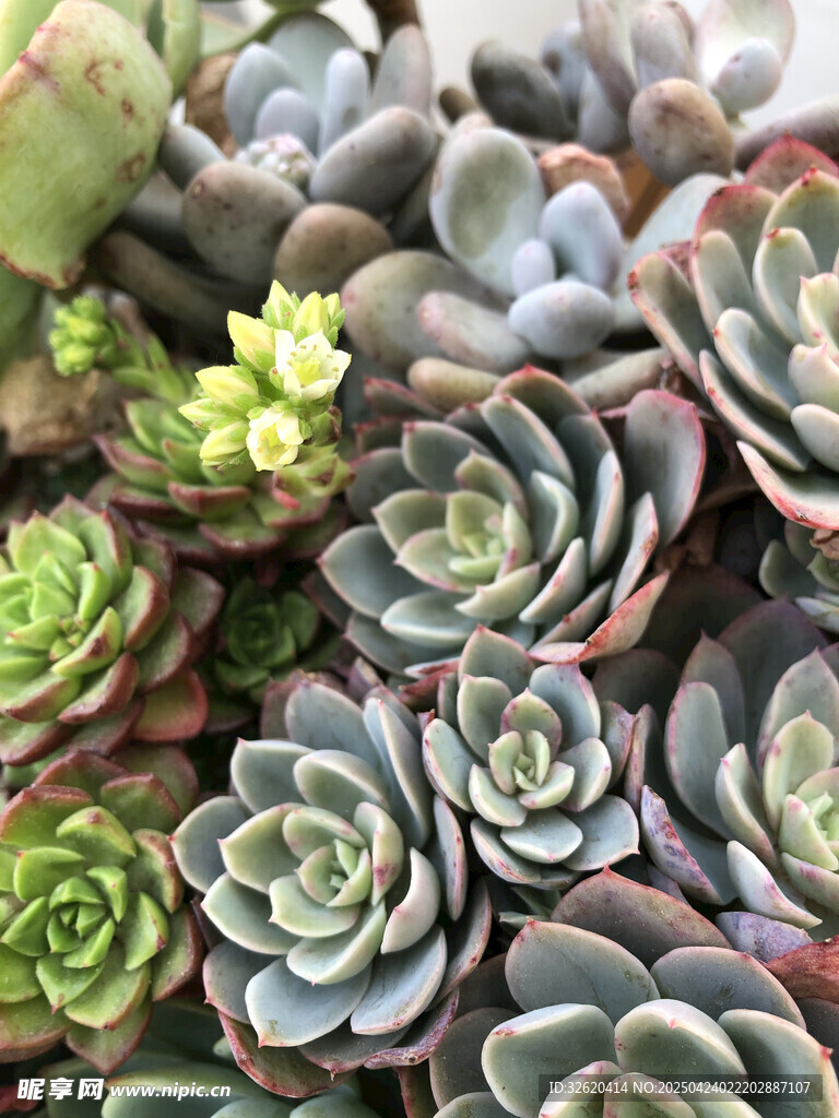 多肉植物