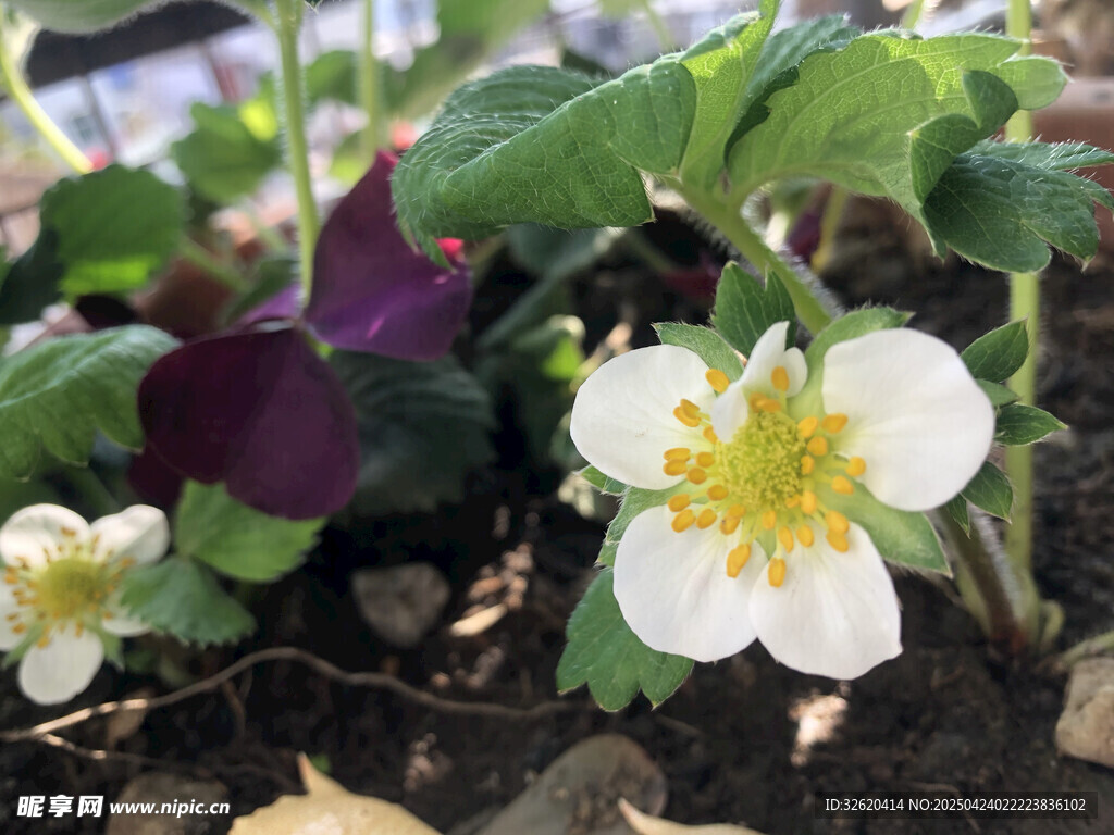 草莓花