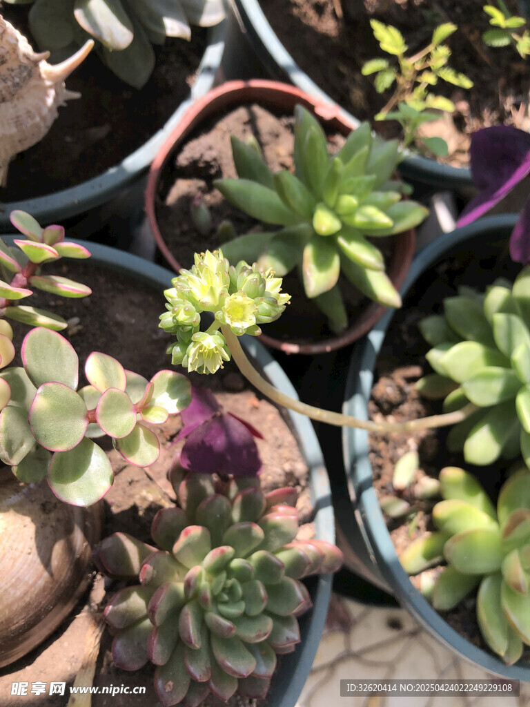 多肉植物