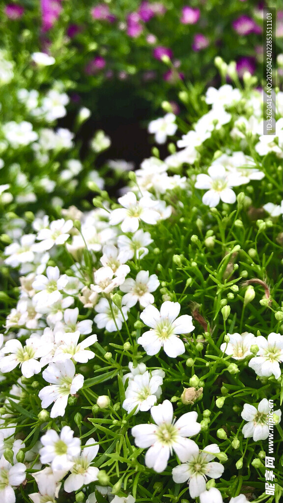 缕丝花