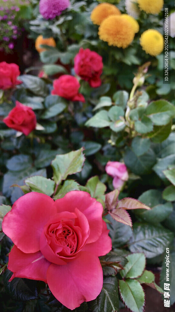 玫瑰花