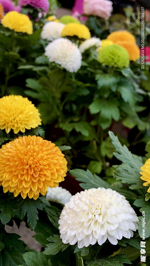 菊花