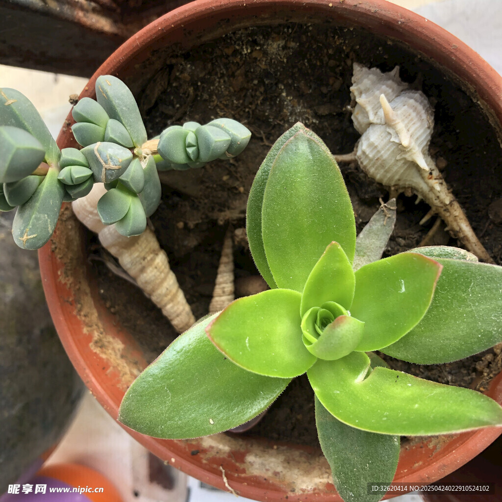 多肉植物