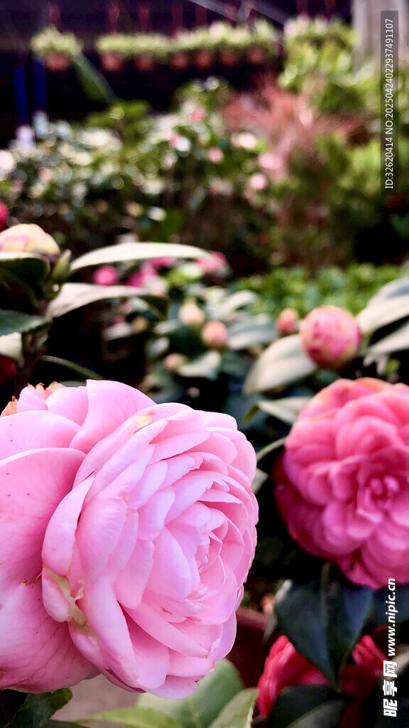 月季花