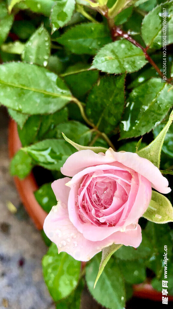 玫瑰花