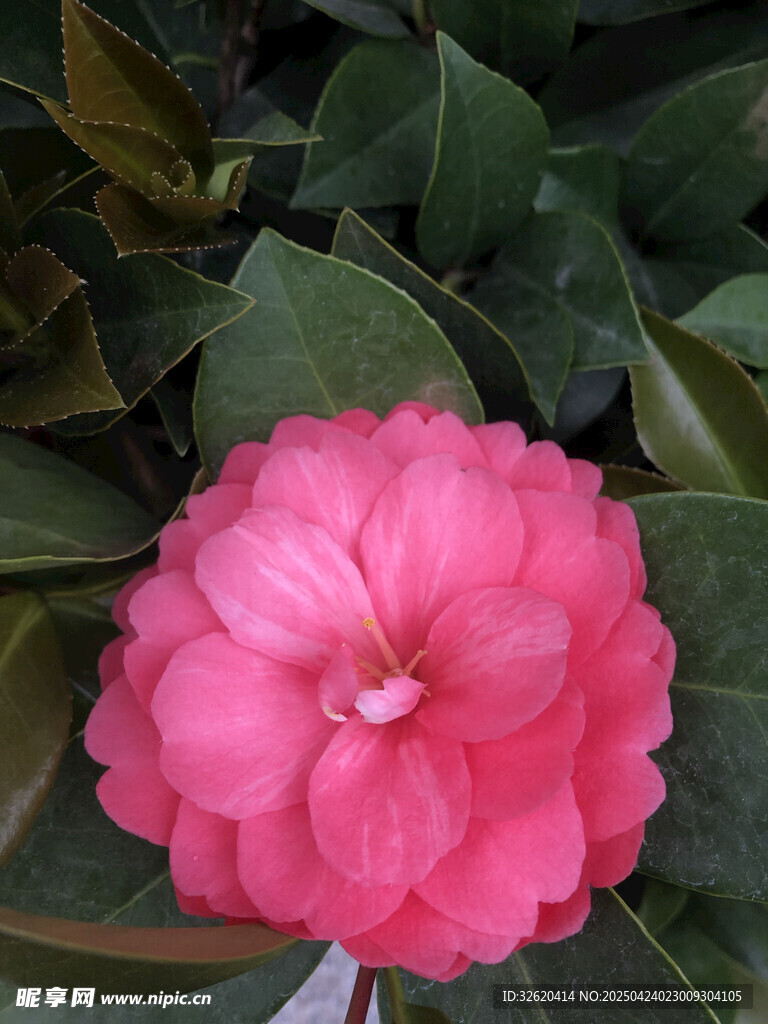 山茶花