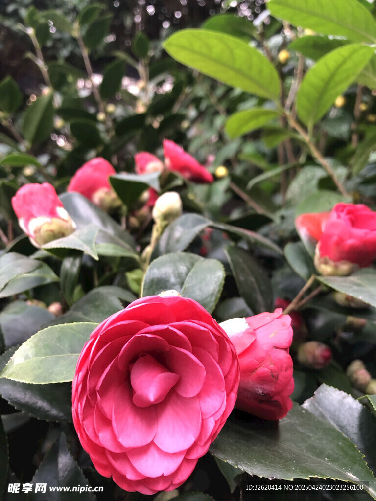 山茶花