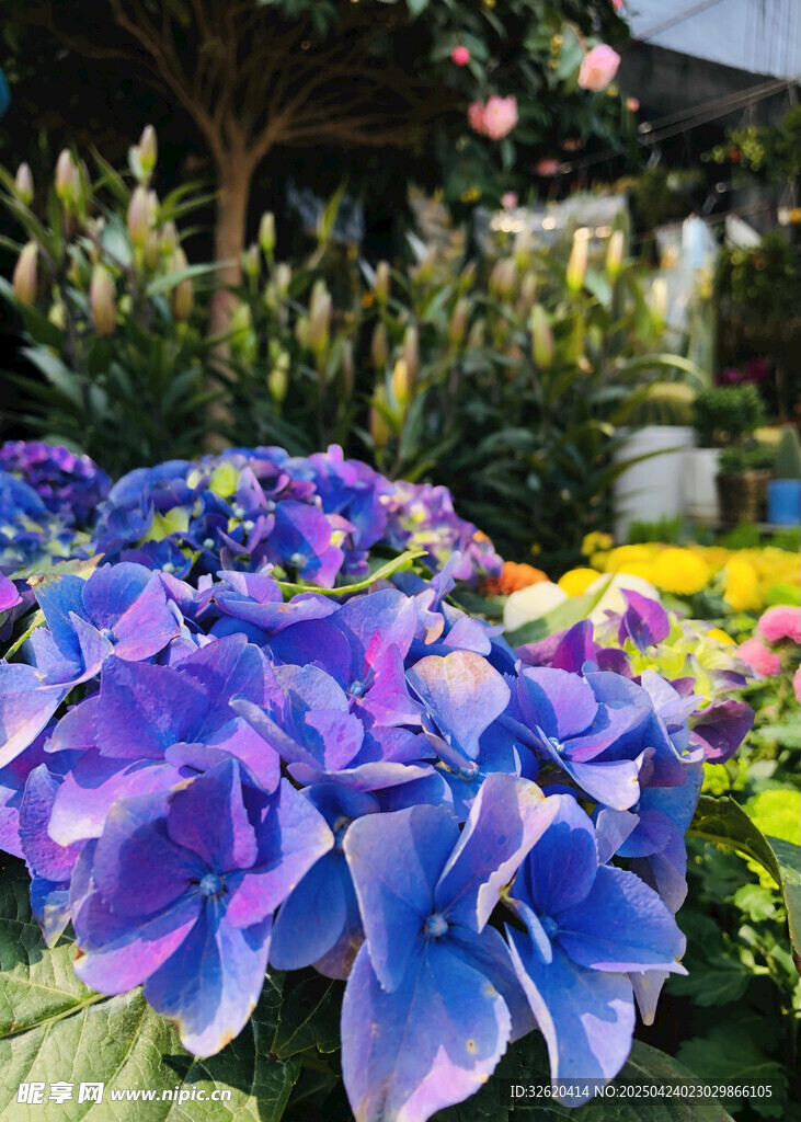 绣球花