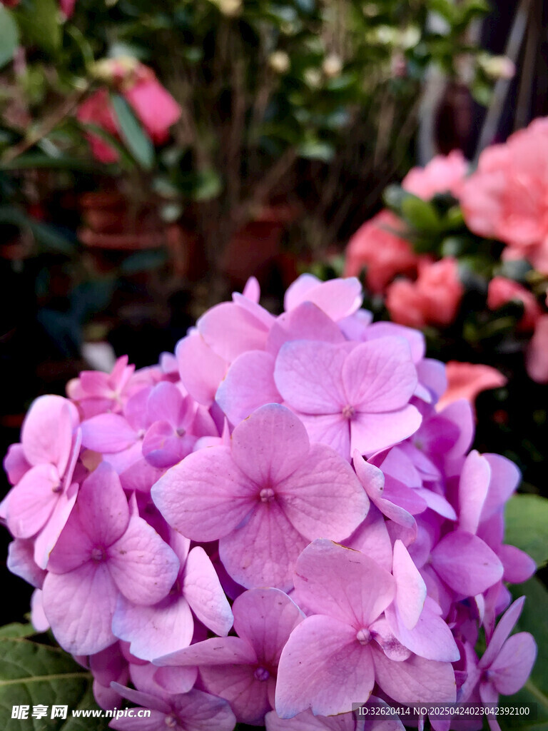 绣球花