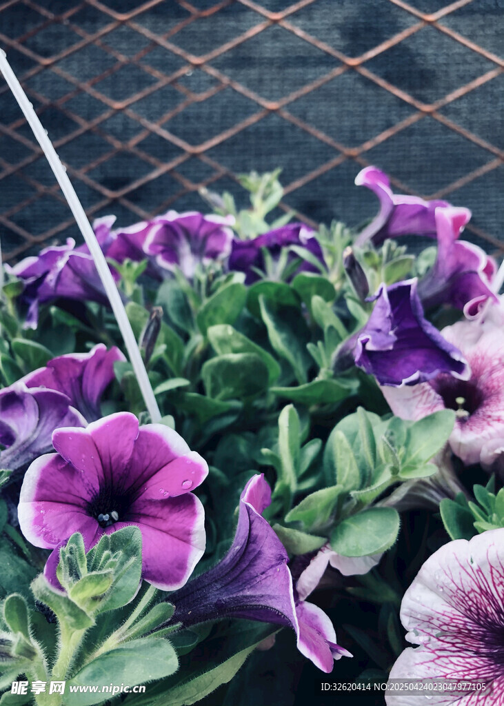 矮牵牛花