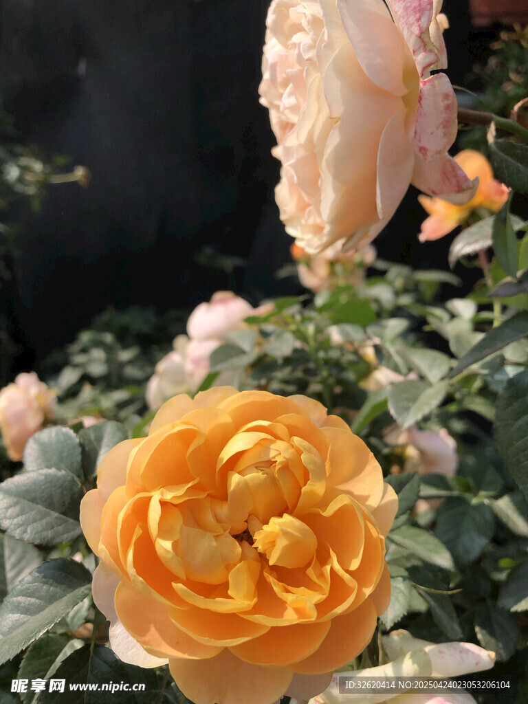 黄玫瑰