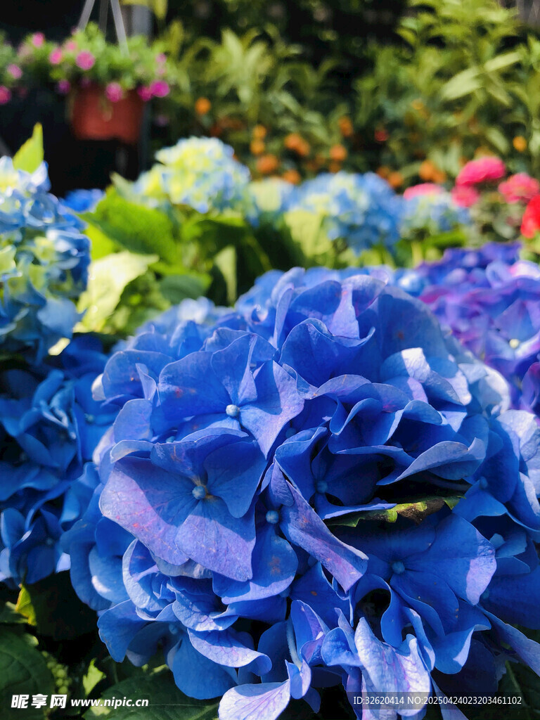绣球花