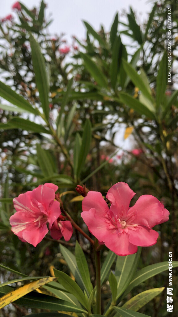 夹竹桃
