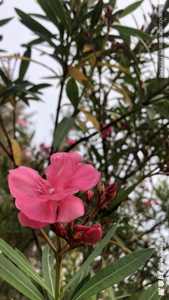 夹竹桃