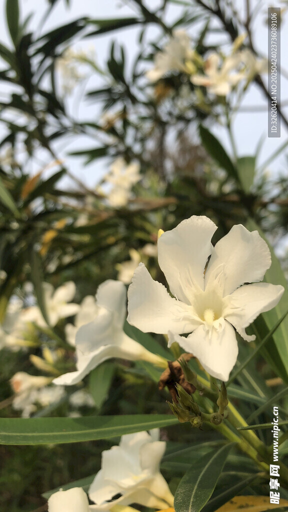 夹竹桃