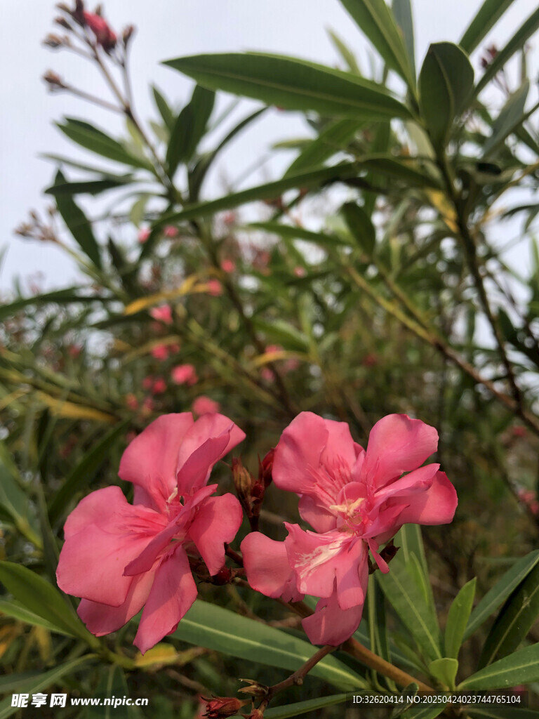 夹竹桃