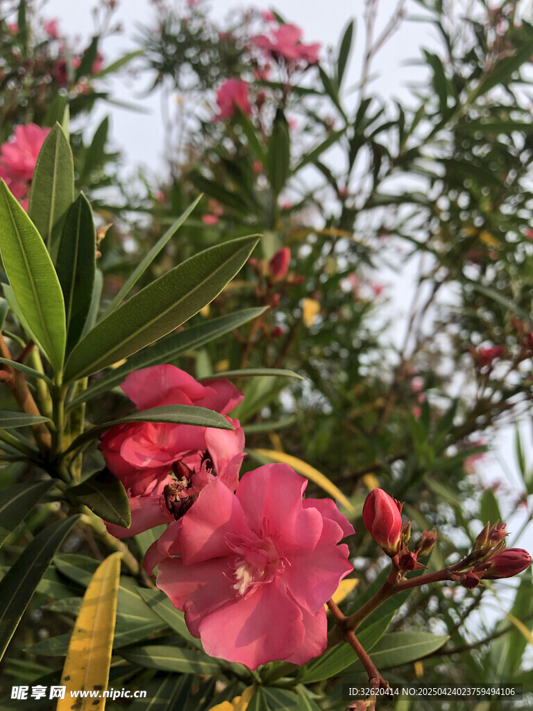夹竹桃