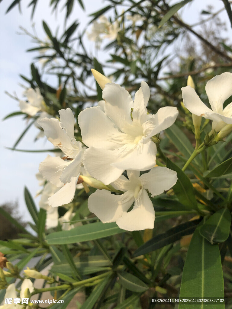 夹竹桃