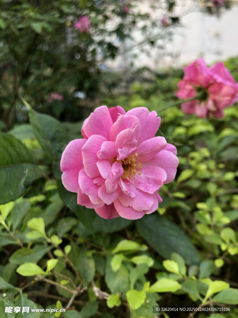 月季花