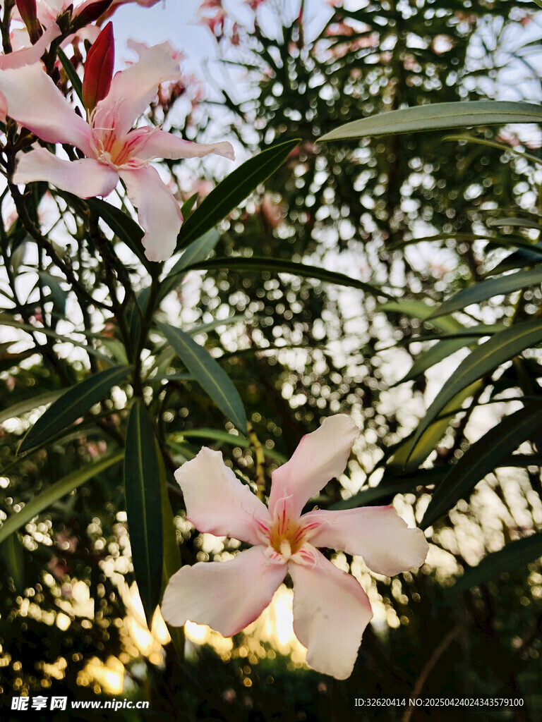 夹竹桃花
