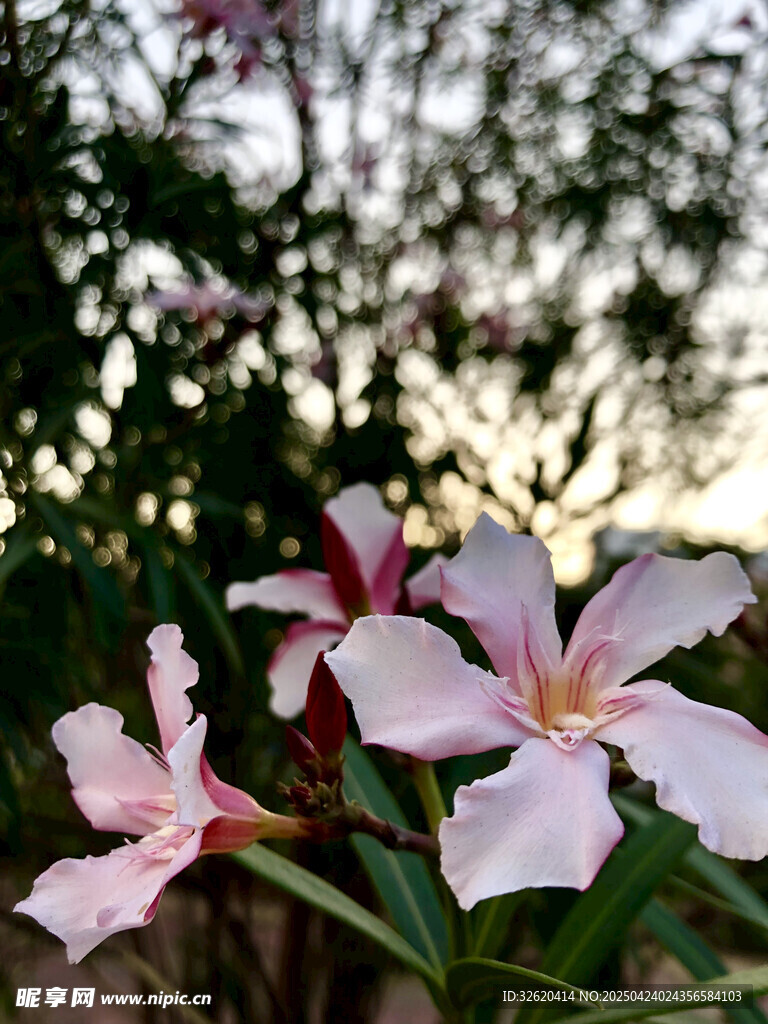 夹竹桃
