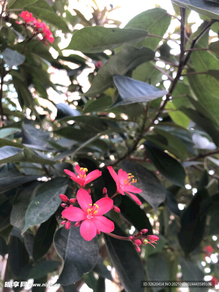 变叶珊瑚花