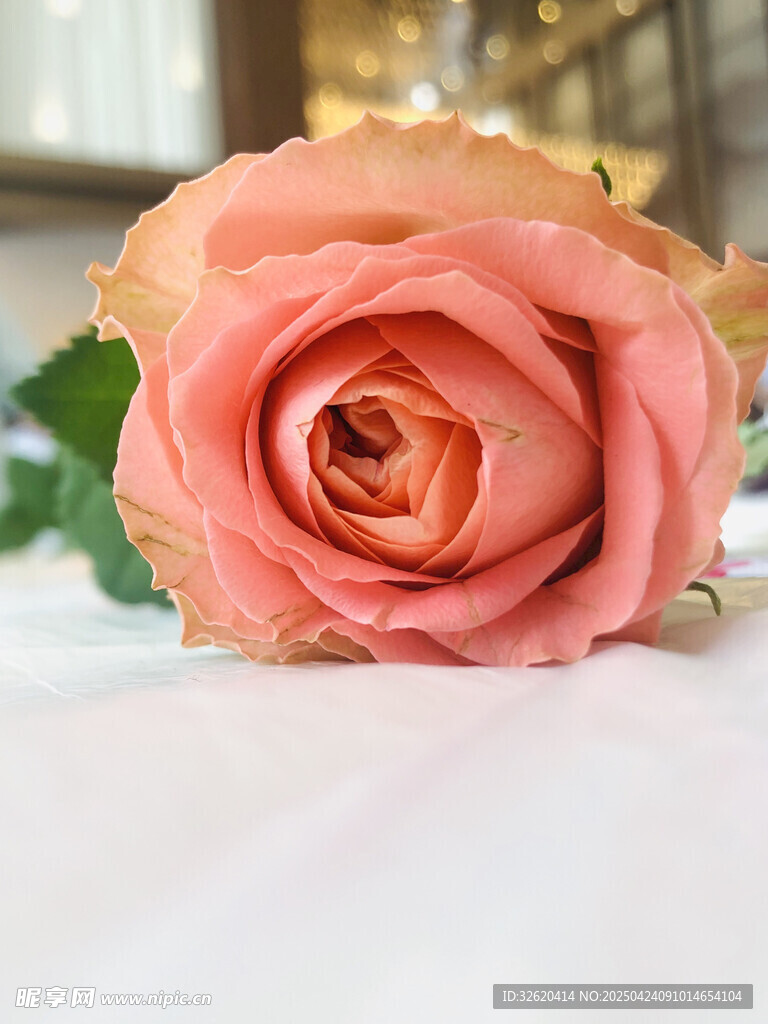 玫瑰花