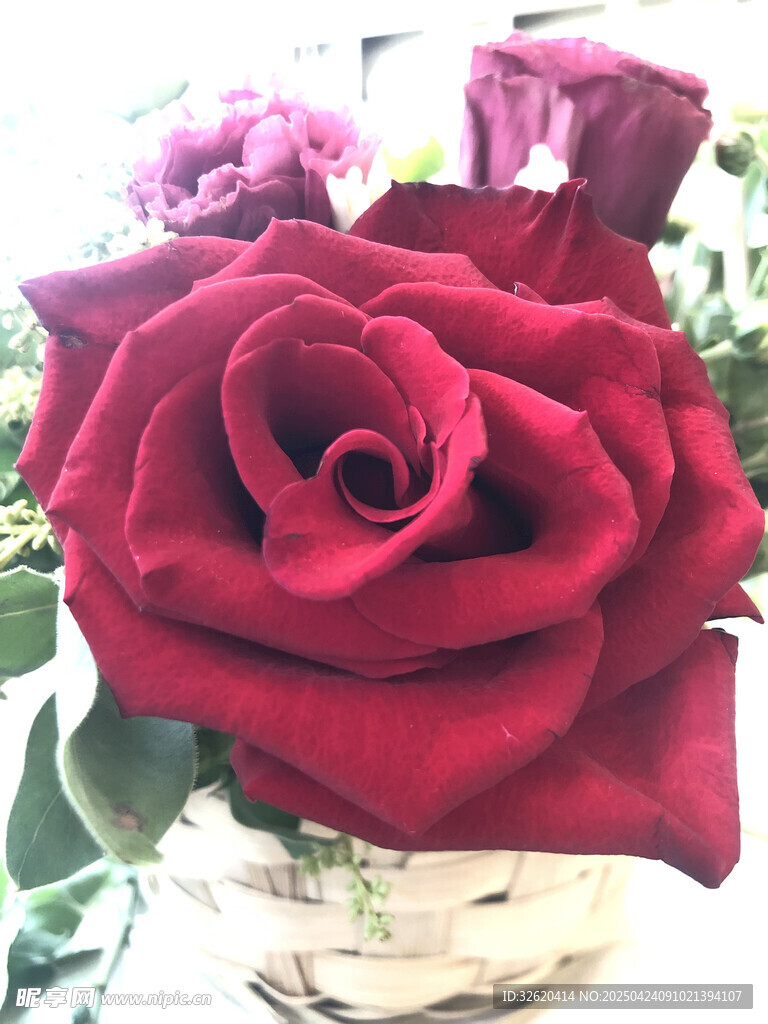 玫瑰花