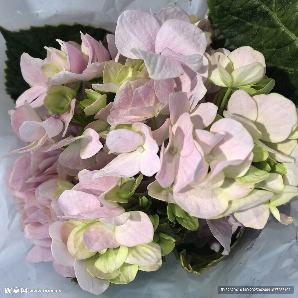 绣球花
