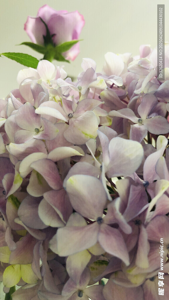 绣球花