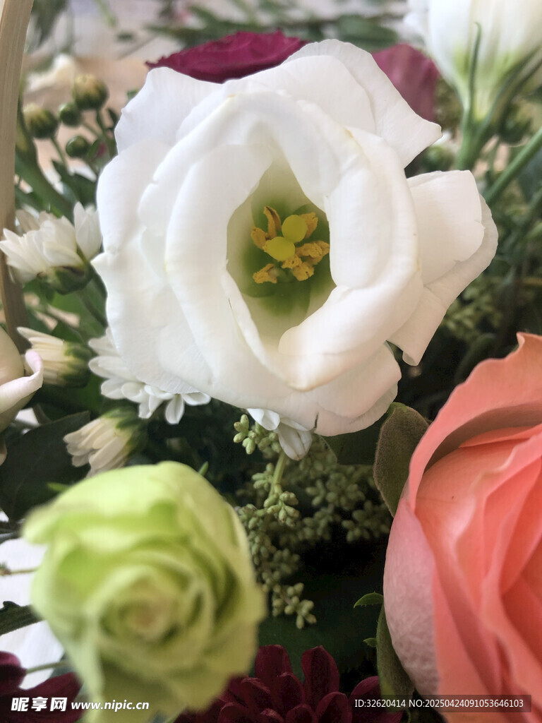 玫瑰花
