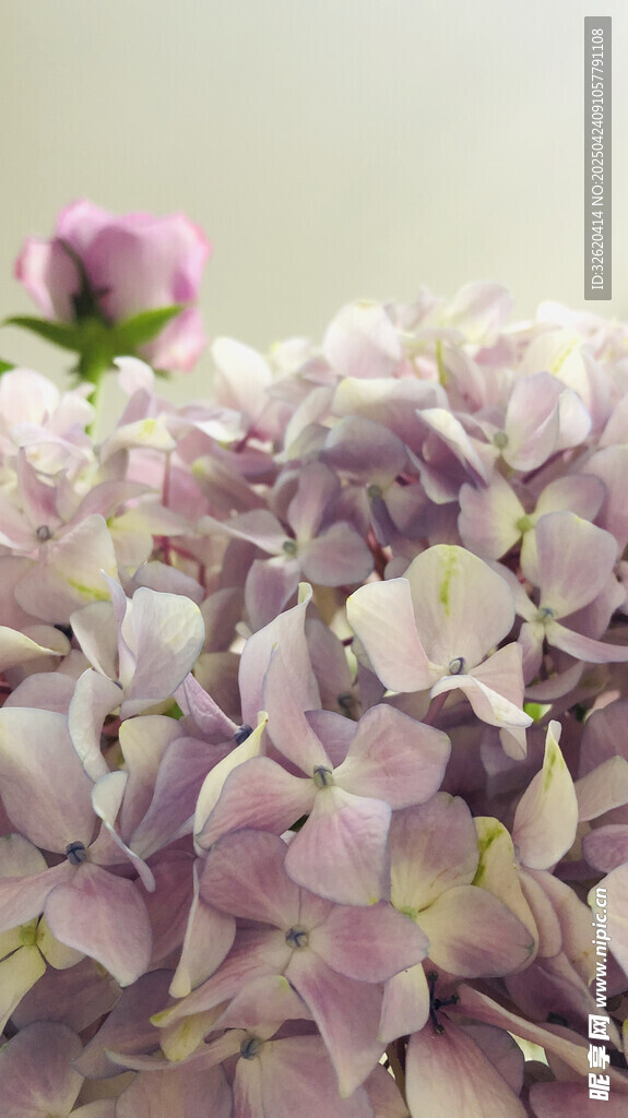 绣球花