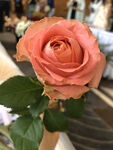 玫瑰花