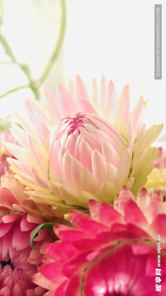 菊花