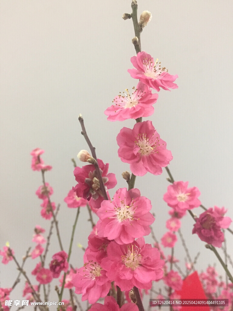 梅花