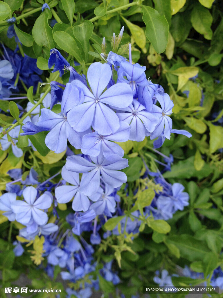 蓝花丹