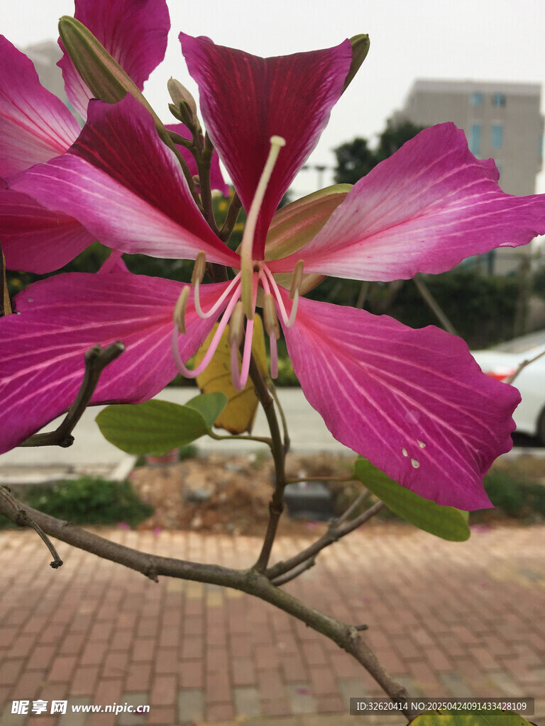 紫荆花