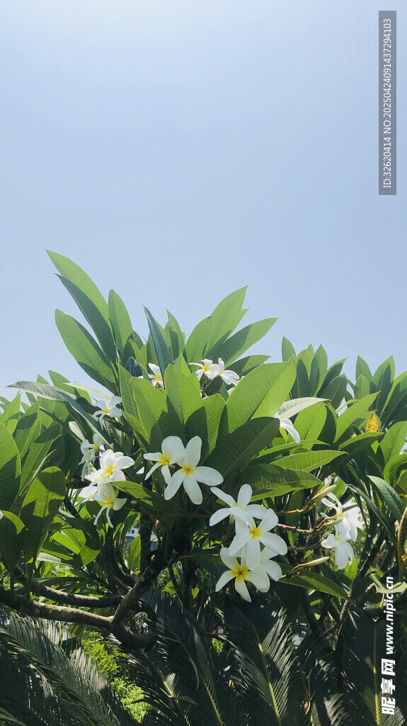 虎尾兰
