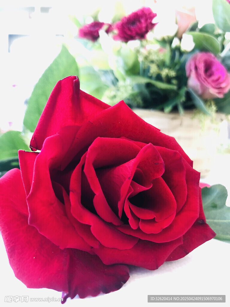 玫瑰花