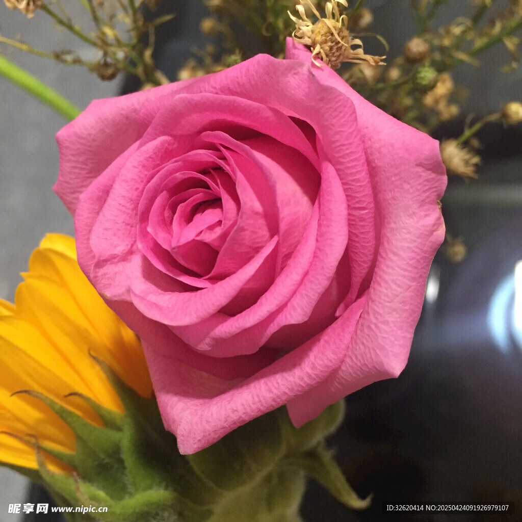 玫瑰花