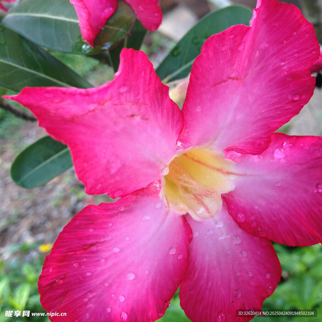 夹竹桃花