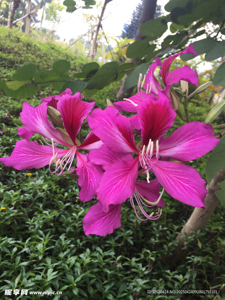 紫荆花