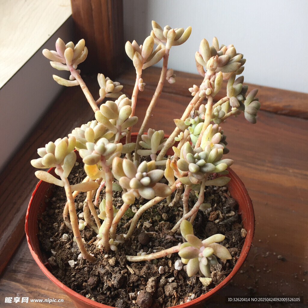 多肉植物