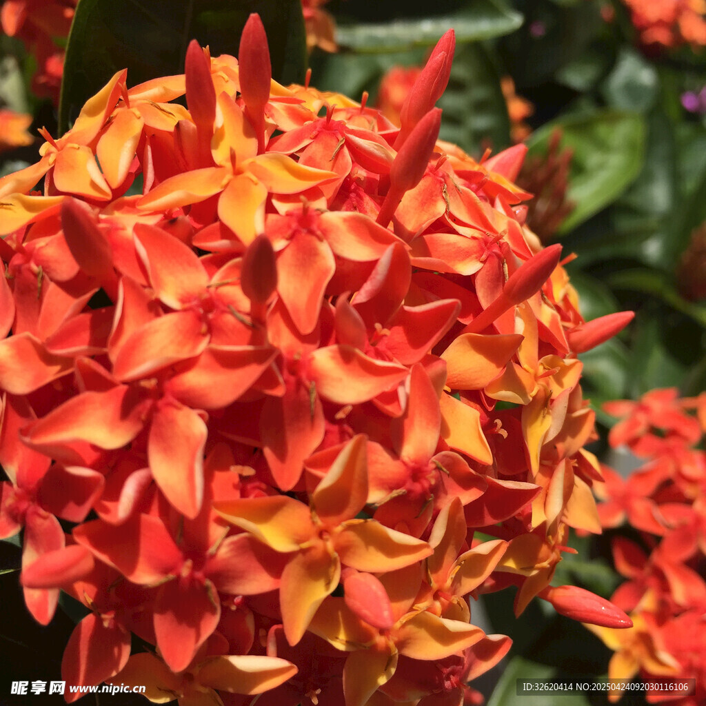 龙船花