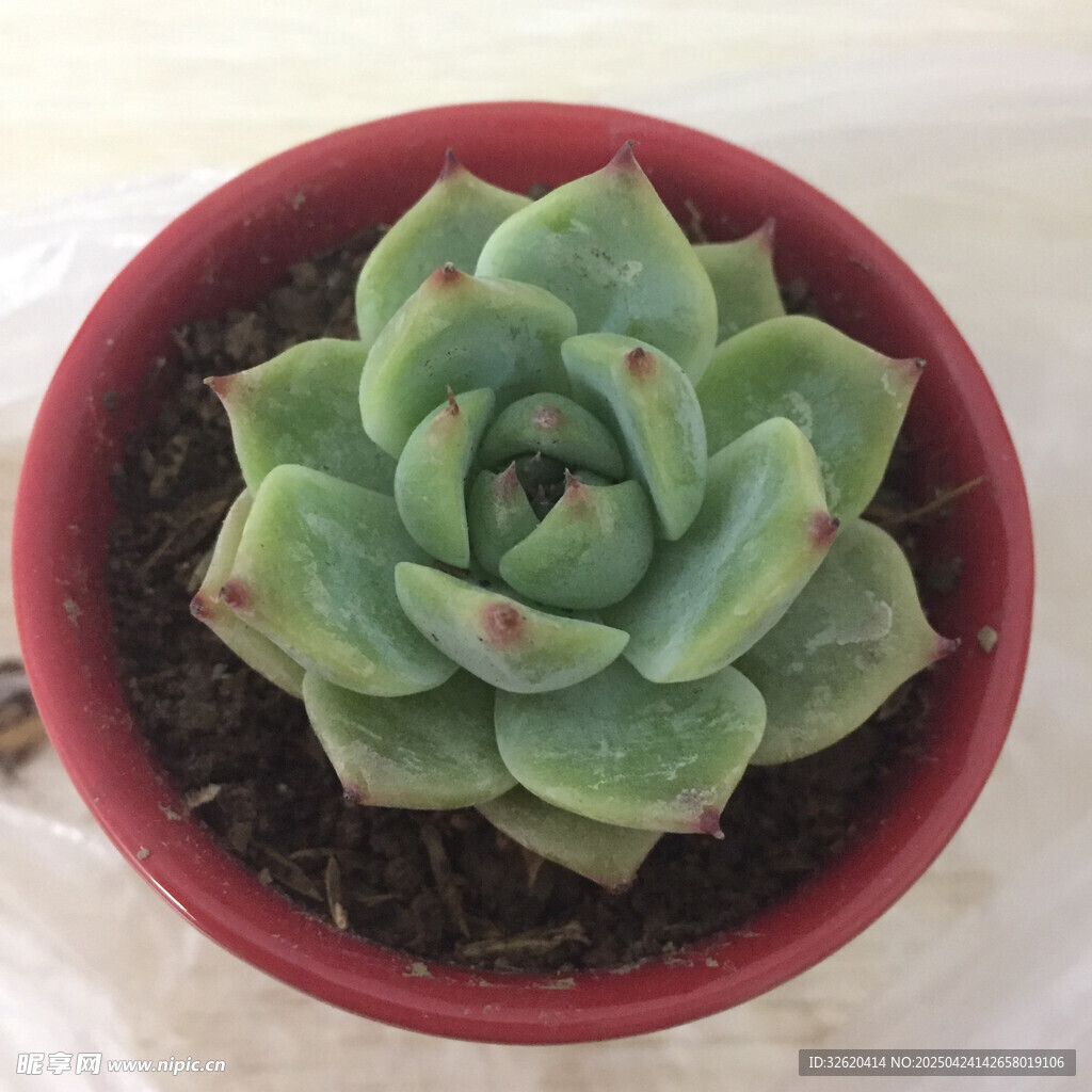 多肉植物